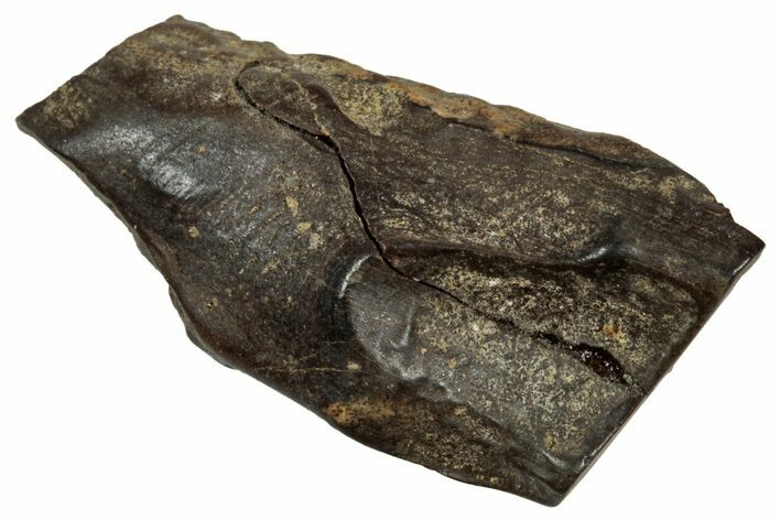 Fossil Triceratops Shed Tooth - Montana #350707